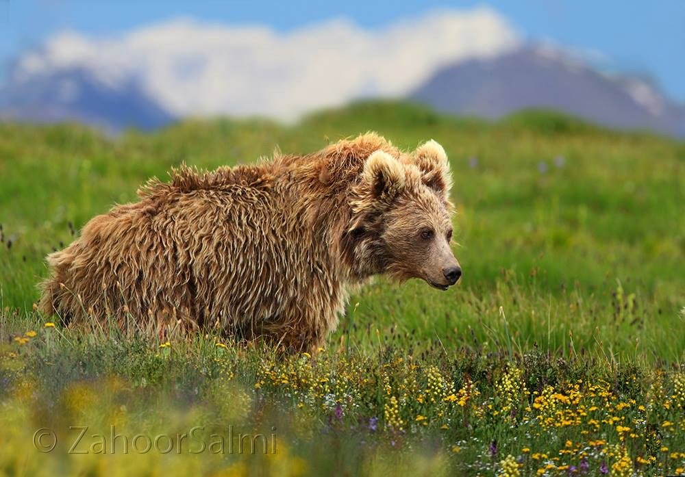 Deosai